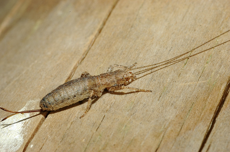 Oecanthus pellucens